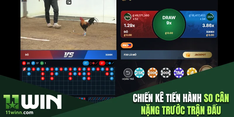 Chiến kê tiến hành so cân nặng trước trận đấu