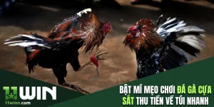 Đá gà cựa sắt