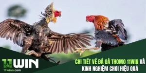 đá gà Thomo