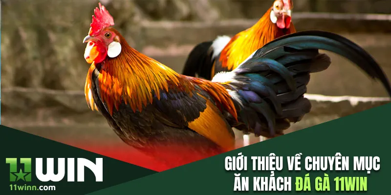 Giới thiệu về chuyên mục ăn khách đá gà 11WIN 