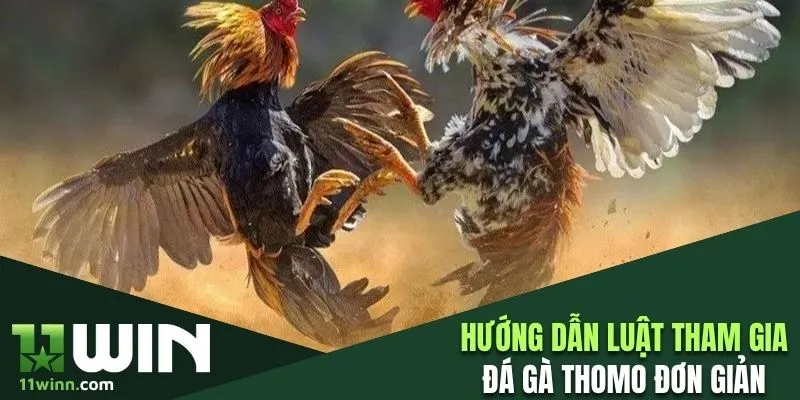 Hướng dẫn luật tham gia đá gà Thomo đơn giản