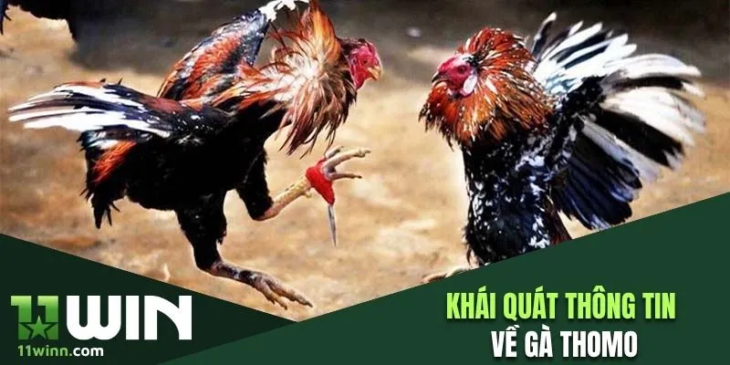 Khái quát thông tin về gà Thomo